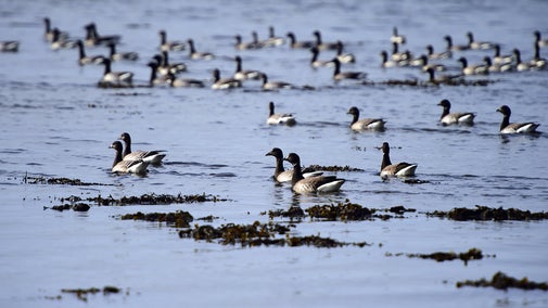Flock of Brent geese at Strangford Lough, County Down